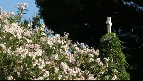 MVI 9007 Stock Footage 11343827