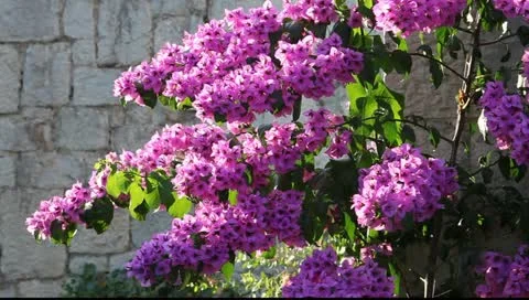 MVI 9014 Stock Footage 11342596