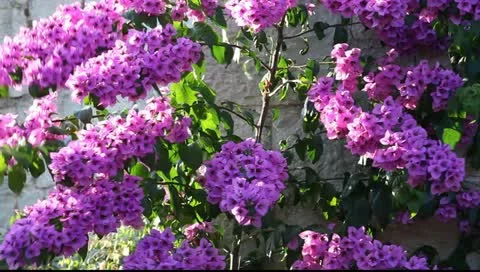 MVI 9015 Vídeos de archivo 11342355