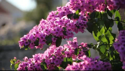 MVI 9016 Vídeos de archivo 11342179