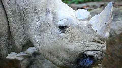 MVI 9106-1 Stock Footage 715034