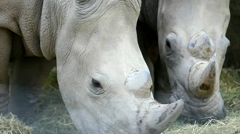 MVI 9114-1 Stock Footage 715047