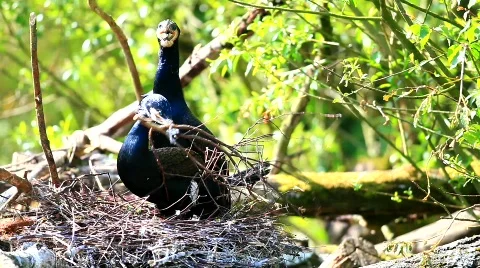 MVI 9115-1 Stock Footage 715061