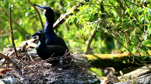 MVI 9116-1 Stock Footage 715073