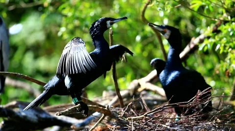 MVI 9121-1 Stock Footage 715094