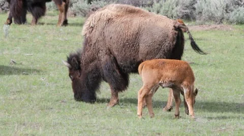 MVI 9132 Stock Footage 11626951