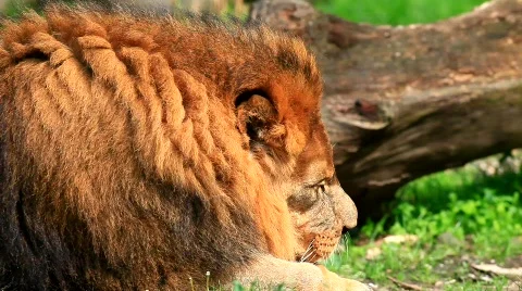 MVI 9165-1 Stock Footage 715212