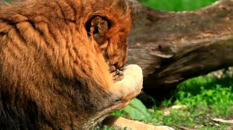 MVI 9166-1 Stock Footage 715229