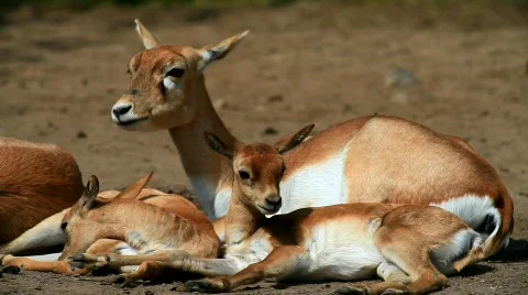 MVI 9192-1 Stock Footage 715249