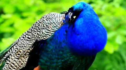 MVI 9199-1 Stock Footage 715332