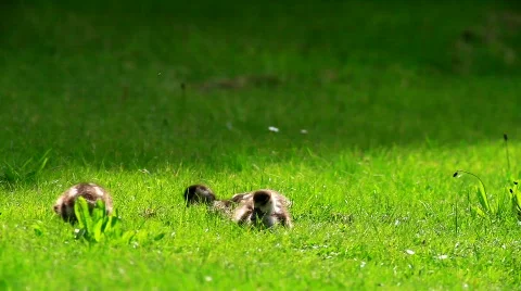 MVI 9253-1 Stock Footage 715592