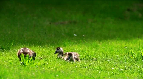 MVI 9253-2 Stock Footage 715619