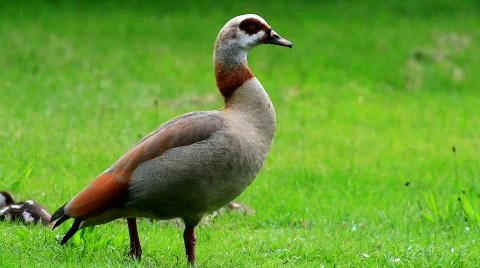 MVI 9255-1 Stock Footage 715677