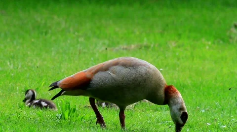 MVI 9256-1 Stock Footage 715718