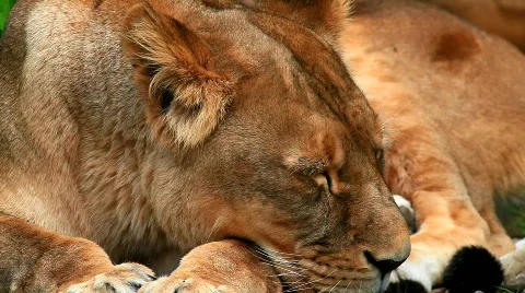 MVI 9268-1 Stock Footage 715810