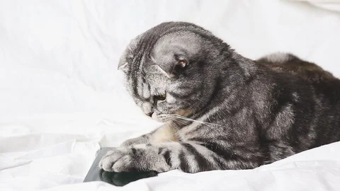 MVI 9270 Stock Footage 129591694