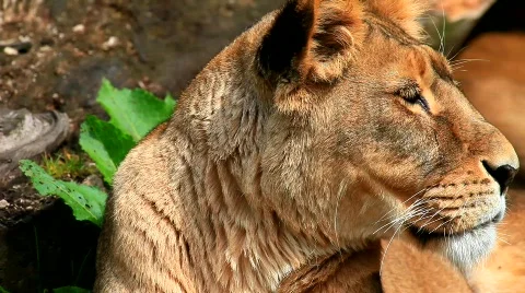 MVI 9274-1 Stock Footage 715841