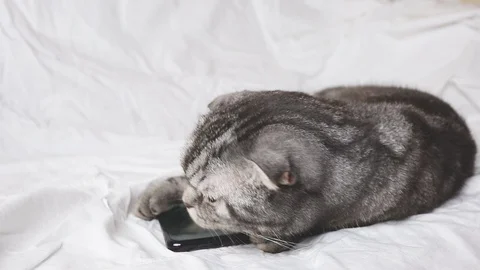 MVI 9275 Stock Footage 129591687