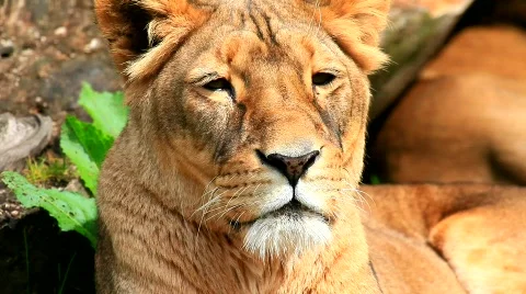 MVI 9281-1 Stock Footage 715873