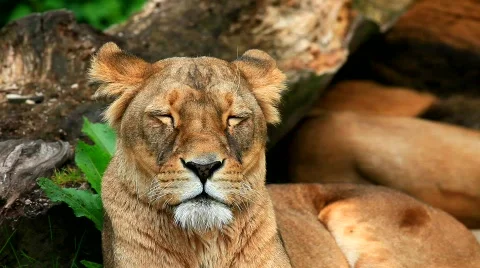 MVI 9282-1 Stock Footage 715914