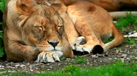 MVI 9283-1 Stock Footage 715941