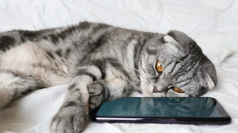 MVI 9285 Stock Footage 129591681