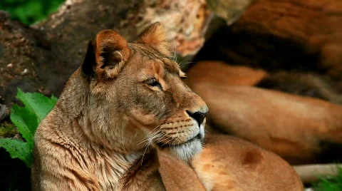 MVI 9286-1 Stock Footage 715960