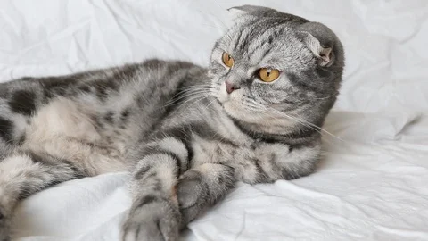 MVI 9287 Stock Footage 129591719