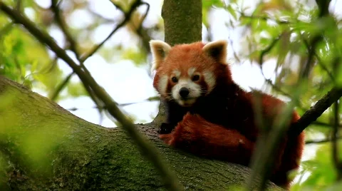 MVI 9331-1 Stock Footage 716049