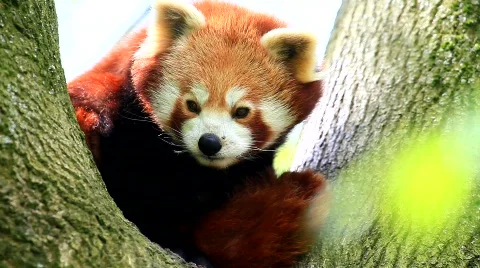 MVI 9335-1 Stock Footage 716085