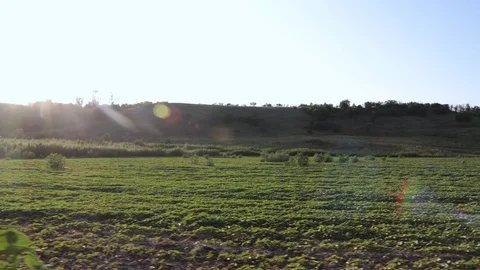 MVI 9368 1 Stock-Footage 118454206