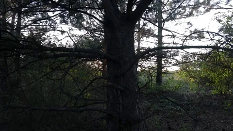 MVI 9368 6 Stock-Footage 118454359