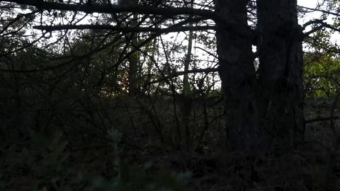 MVI 9368 7 Stock-Footage 118454473