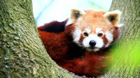 MVI 9375-1 Stock Footage 716174