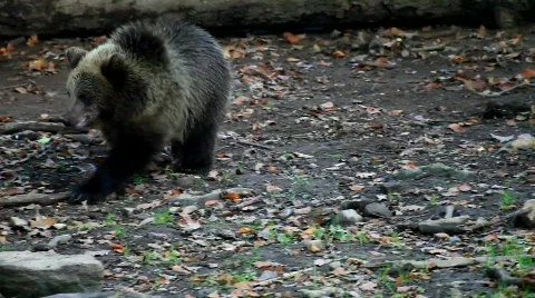 MVI 9388 Stock Footage 866026