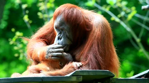 MVI 9460-2 Stock Footage 716440