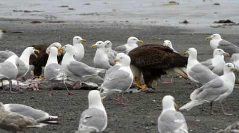 MVI 9463 e Stock Footage 11626959