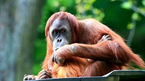 MVI 9471-1 Stock Footage 716602