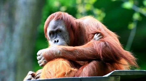 MVI 9471-2 Stock Footage 716670