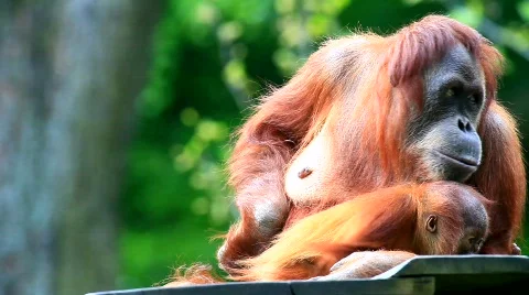 MVI 9472-1 Stock Footage 718054