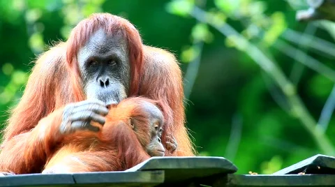 MVI 9473-1 Stock Footage 718111