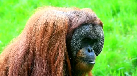 MVI 9478-1 Stock Footage 718188