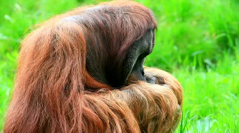 MVI 9479-1 Video stock 718208