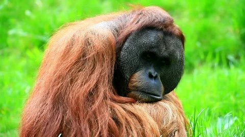 MVI 9489-1 Stock Footage 718243