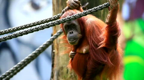 MVI 9490-1 Stock Footage 718278