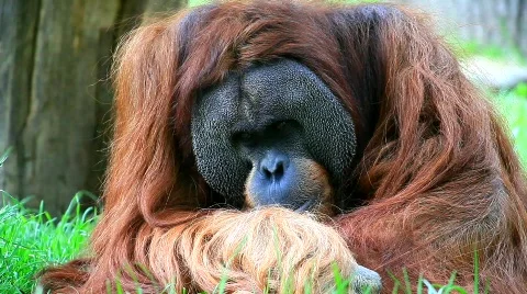 MVI 9497-1 Stock Footage 718344