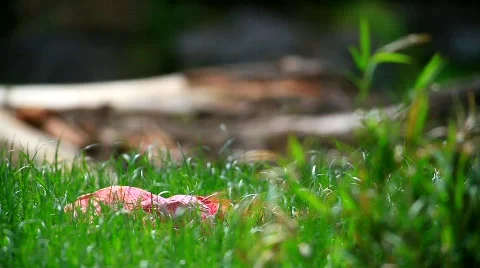 MVI 9504-1 Stock Footage 718386