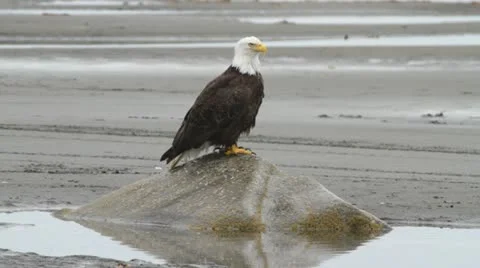 MVI 9525 eagle 2 Stock Footage 11495716