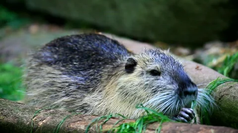 MVI 9541-1 Stock Footage 718501