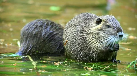 MVI 9546-1 Stock Footage 718598